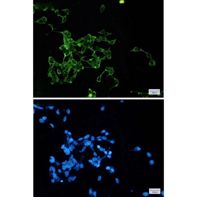 Wnt2b Rabbit Monoclonal Antibody