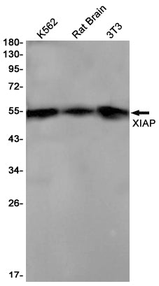 XIAP Rabbit Monoclonal Antibody