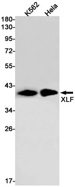 XLF Rabbit Monoclonal Antibody