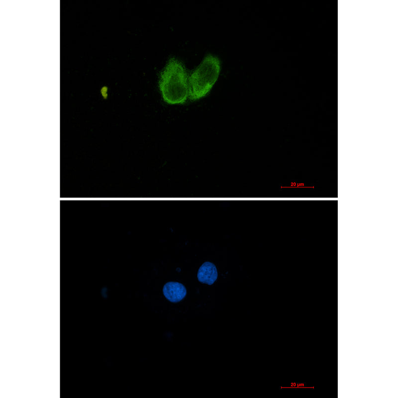 ZYX Rabbit Monoclonal Antibody