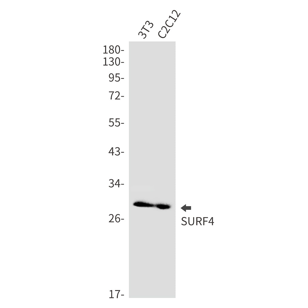 Surfeit Locus Protein 4 Rabbit Monoclonal Antibody