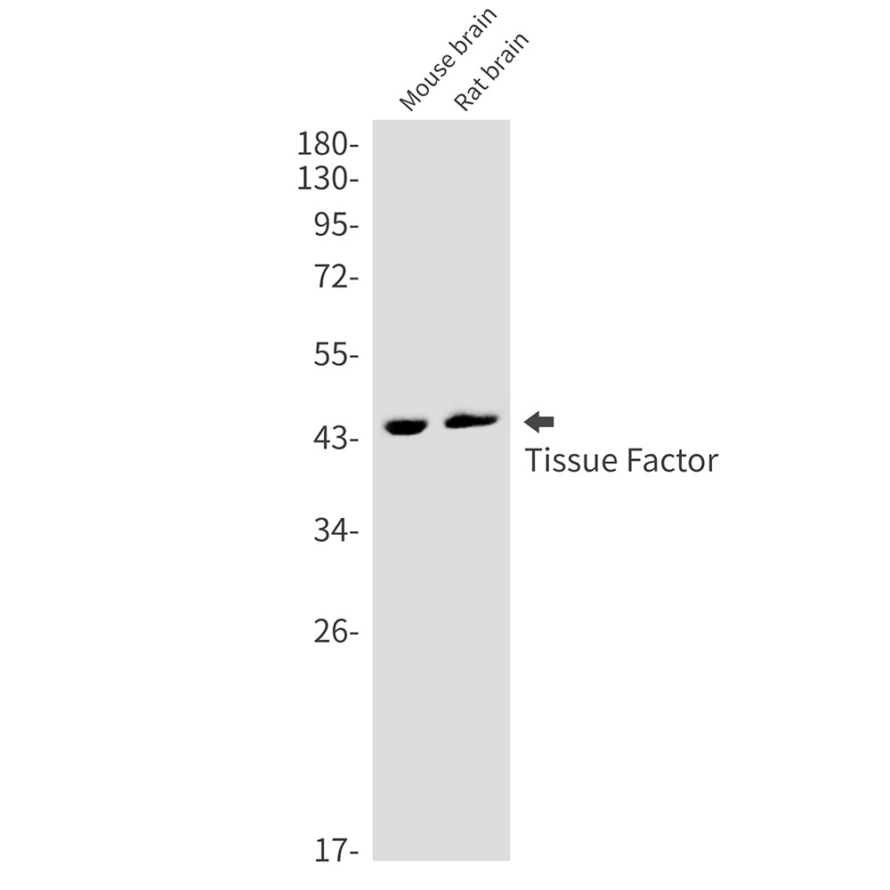 Tissue Factor Rabbit Monoclonal Antibody