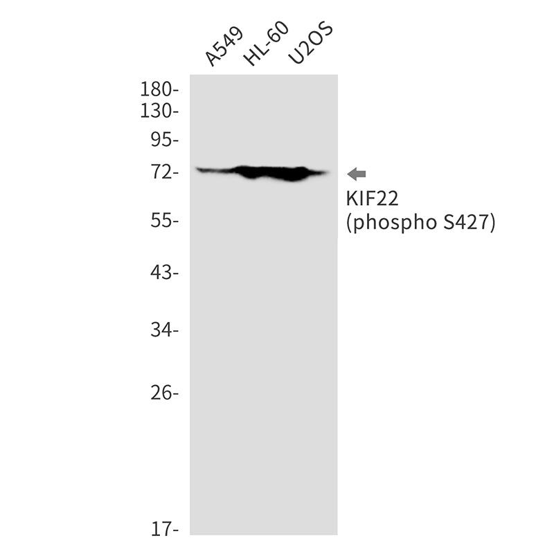 Phospho-KIF22 (Ser427) Rabbit Monoclonal Antibody
