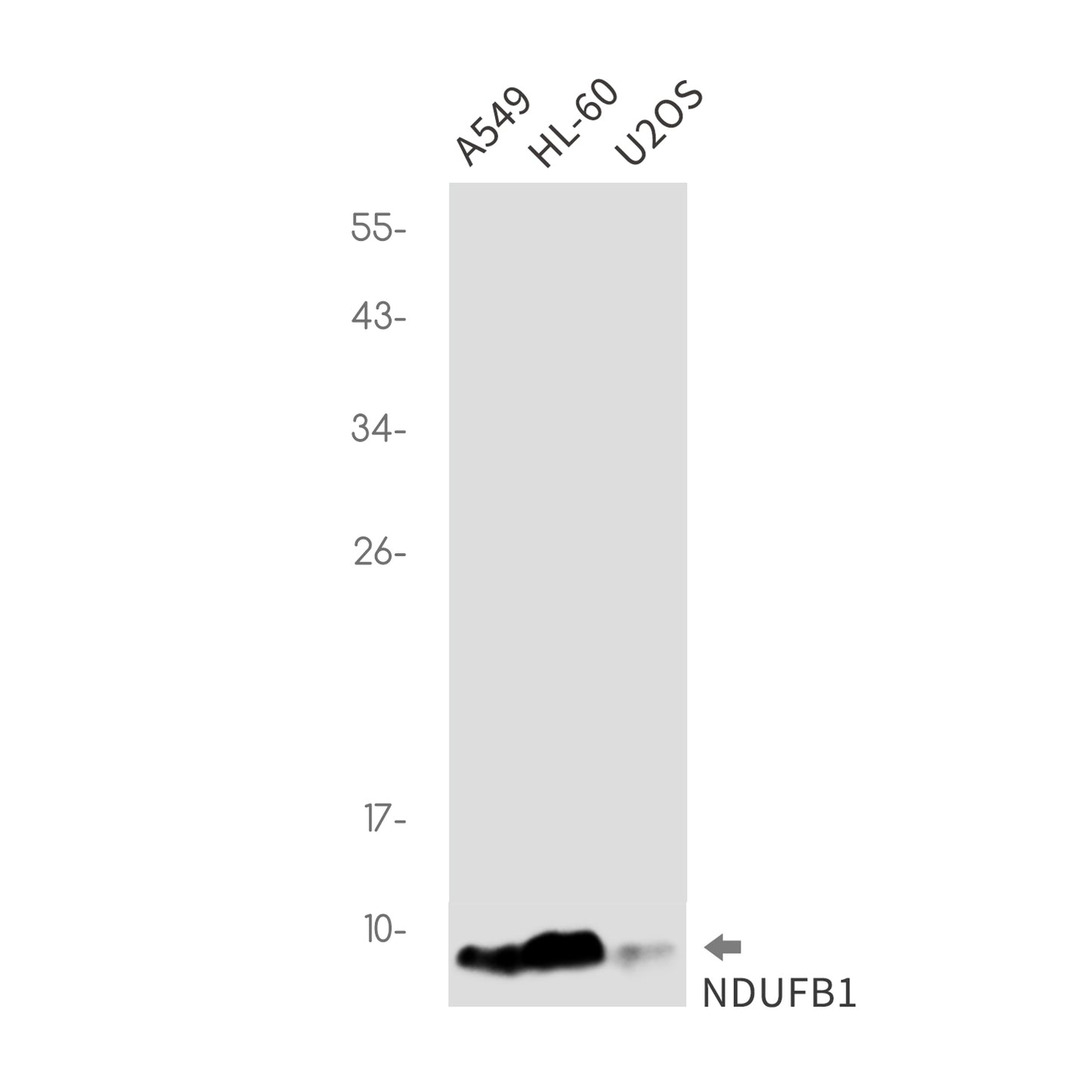 NDUFB1 Rabbit Monoclonal Antibody