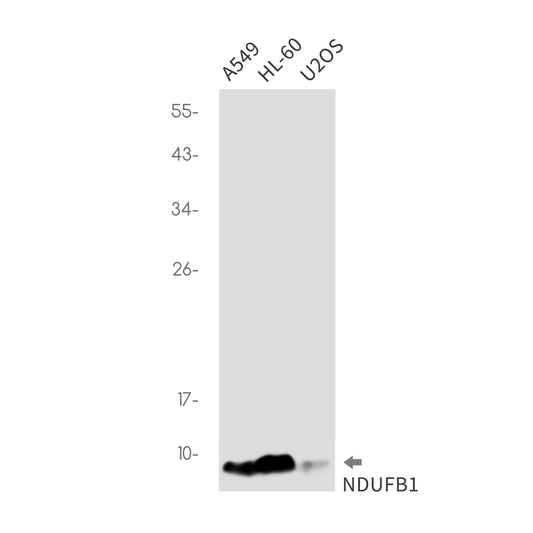 NDUFB1 Rabbit Monoclonal Antibody