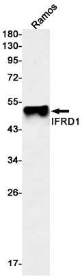 IFRD1 Rabbit Monoclonal Antibody