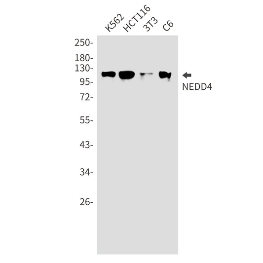 NEDD4 Rabbit Monoclonal Antibody