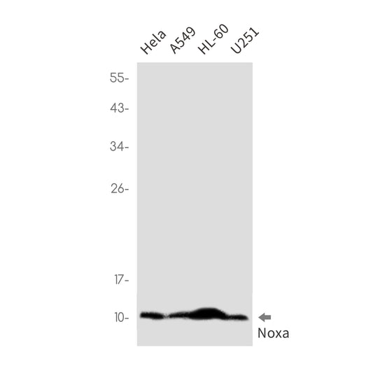 NOXA Rabbit Monoclonal Antibody