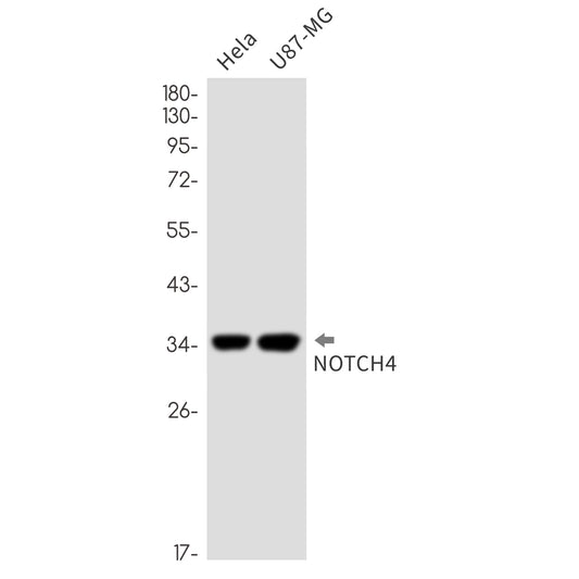 Notch4 Rabbit Monoclonal Antibody