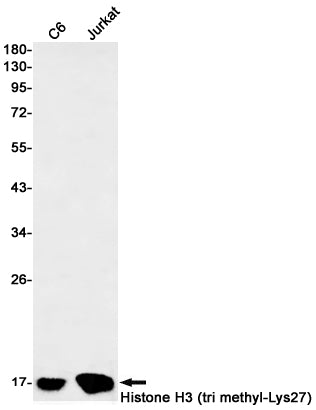 TriMethyl-Histone H3 (Lys27) Rabbit Monoclonal Antibody