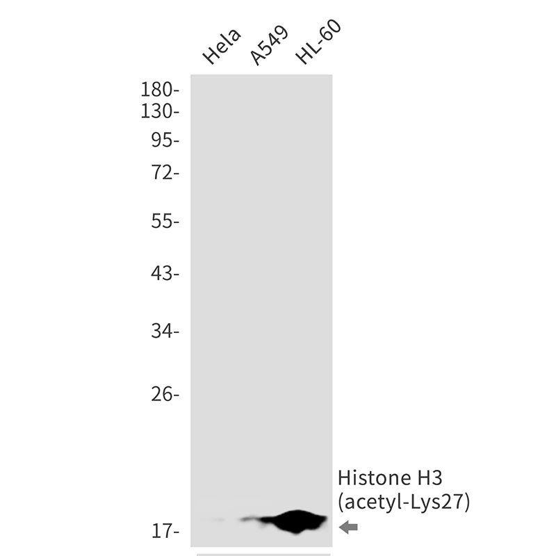 Acetyl-Histone H3 (Lys27) Rabbit Monoclonal Antibody