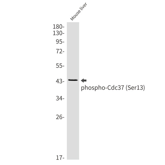 Phospho-CDC37 (Ser13) Rabbit Monoclonal Antibody