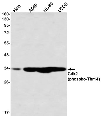 Phospho-CDK2 (Thr14) Rabbit Monoclonal Antibody