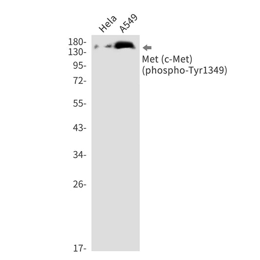 Phospho-c-Met (Tyr1349) Rabbit Monoclonal Antibody