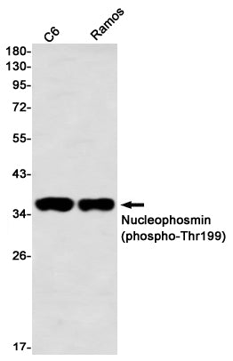 Phospho-Nucleophosmin (Thr199) Rabbit Monoclonal Antibody