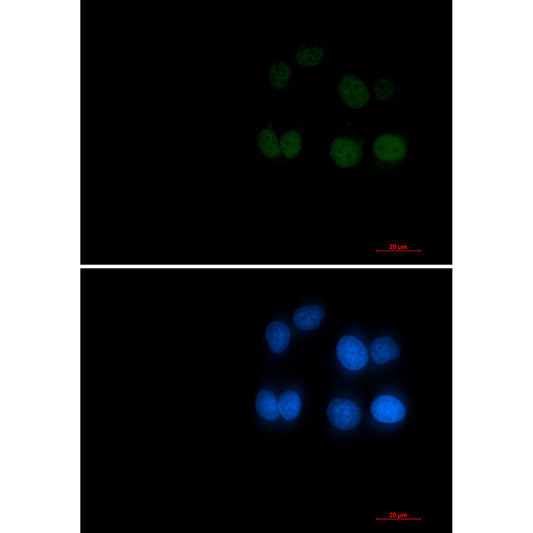 Phospho-Rad17 (Ser656) Rabbit Monoclonal Antibody