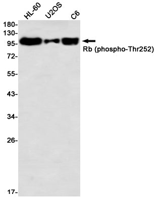 Phospho-Rb (Thr252) Rabbit Monoclonal Antibody