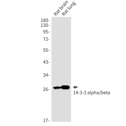 14-3-3 alpha/beta Rabbit Monoclonal Antibody