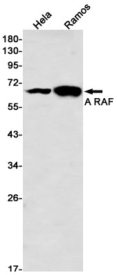 ARAF Rabbit Monoclonal Antibody
