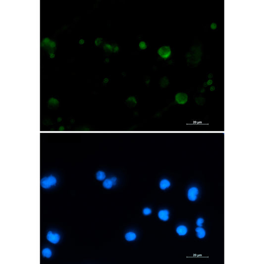 Aconitase 2 Rabbit Monoclonal Antibody