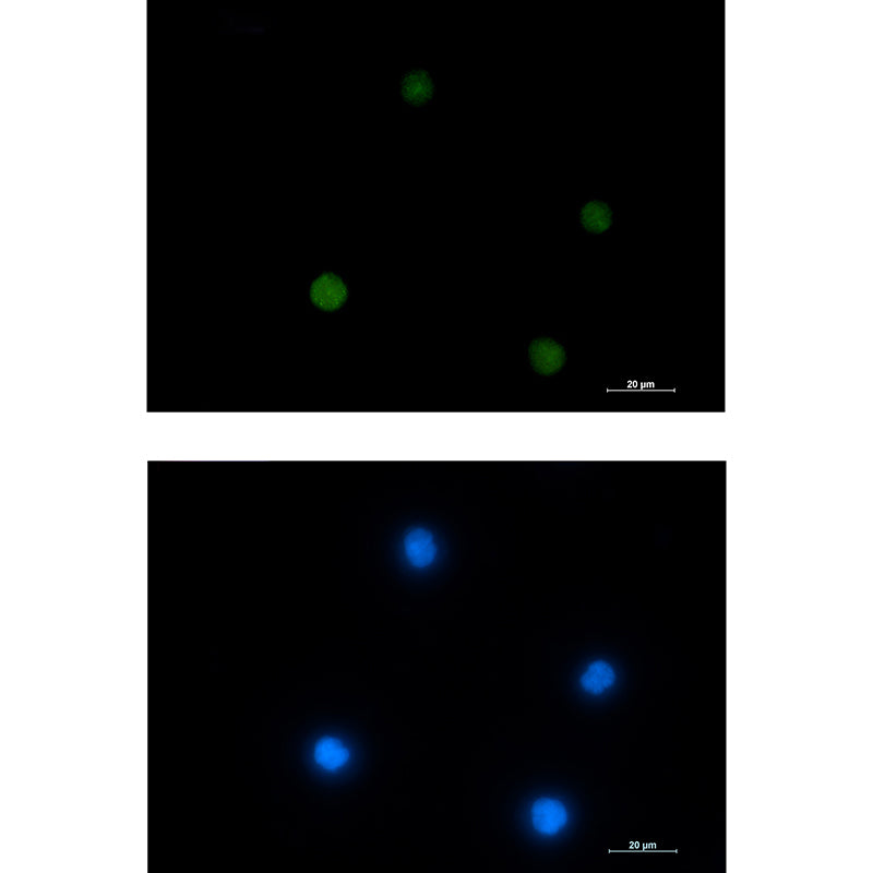 ACTL6A Rabbit Monoclonal Antibody