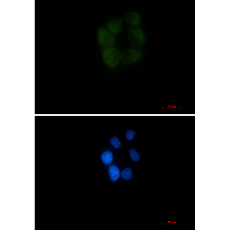 AK3L1 Rabbit Monoclonal Antibody