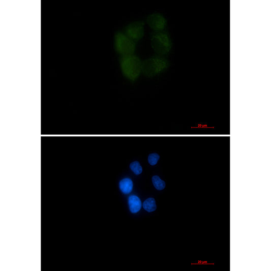 AK3L1 Rabbit Monoclonal Antibody