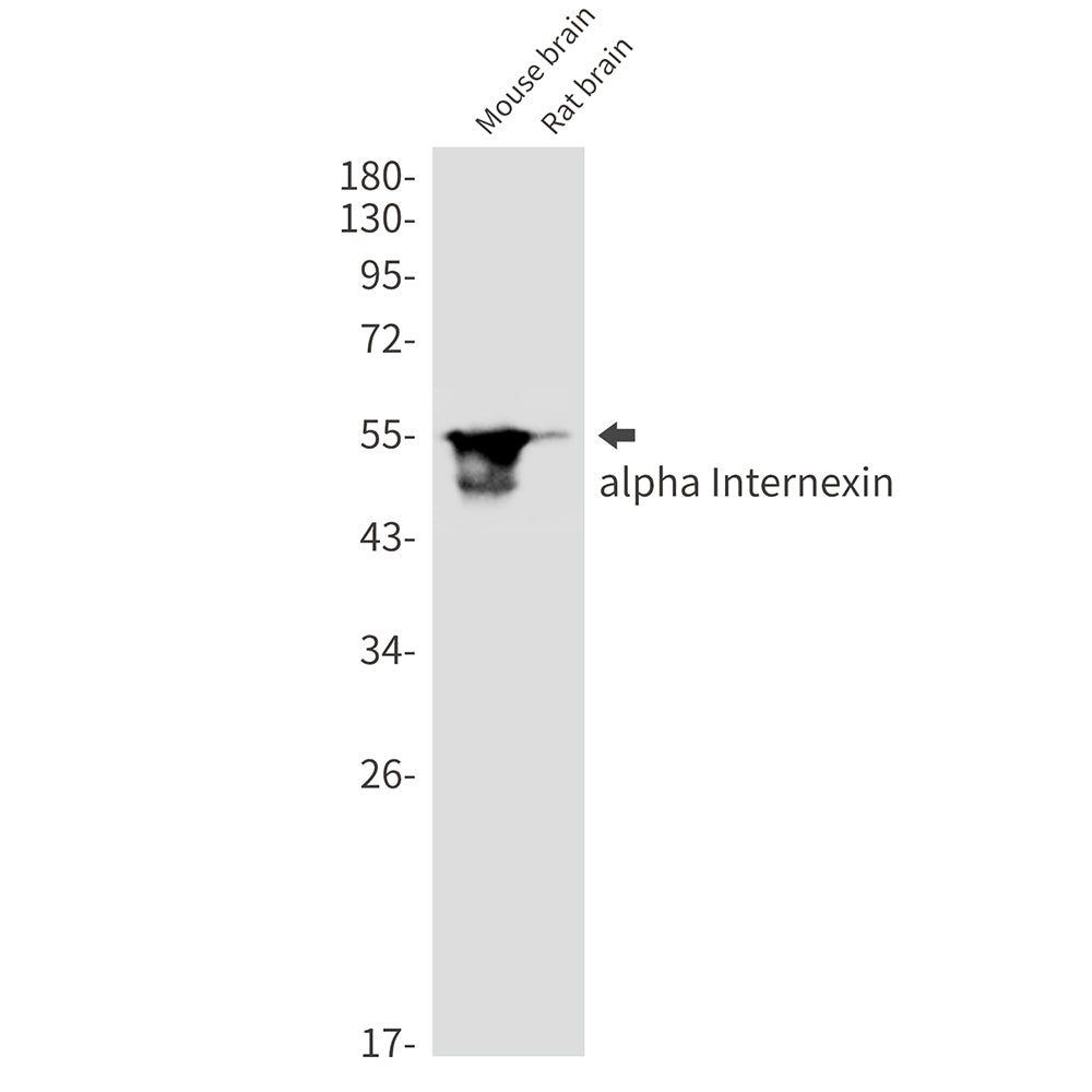 alpha Internexin Rabbit Monoclonal Antibody