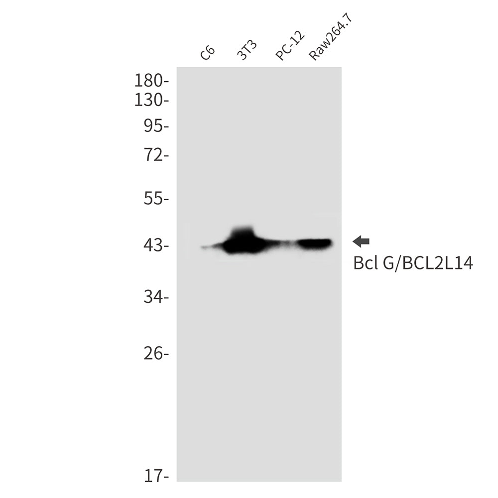 Bcl2 L14 Rabbit Monoclonal Antibody