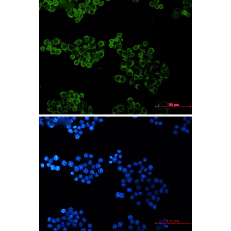 Bid Rabbit Monoclonal Antibody