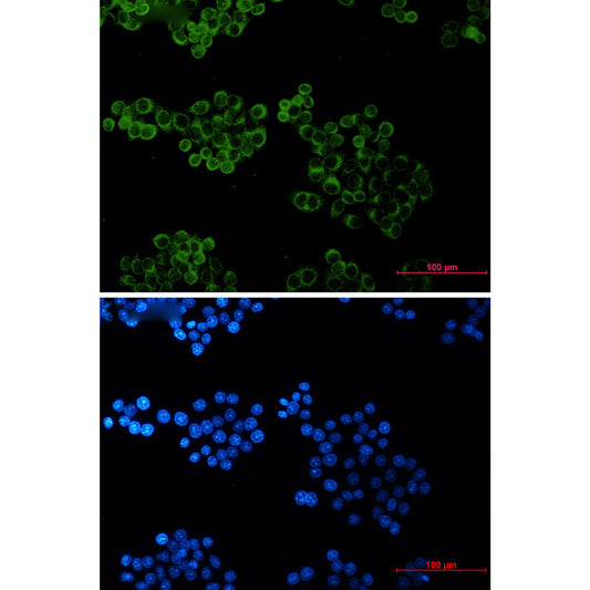 Bid Rabbit Monoclonal Antibody