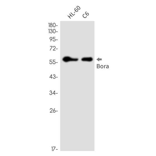 Bora Rabbit Monoclonal Antibody