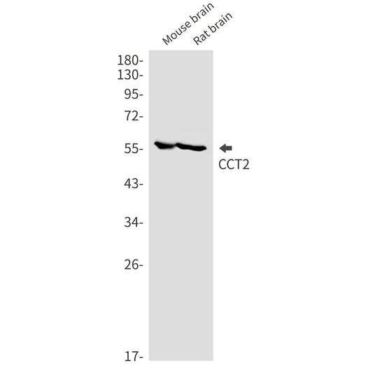 CCT2 Rabbit Monoclonal Antibody