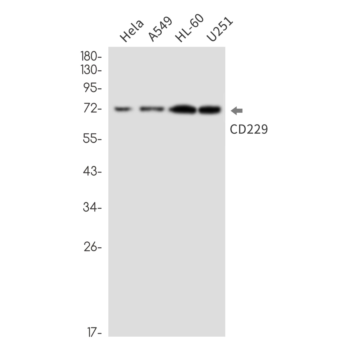 CD229 Rabbit Monoclonal Antibody