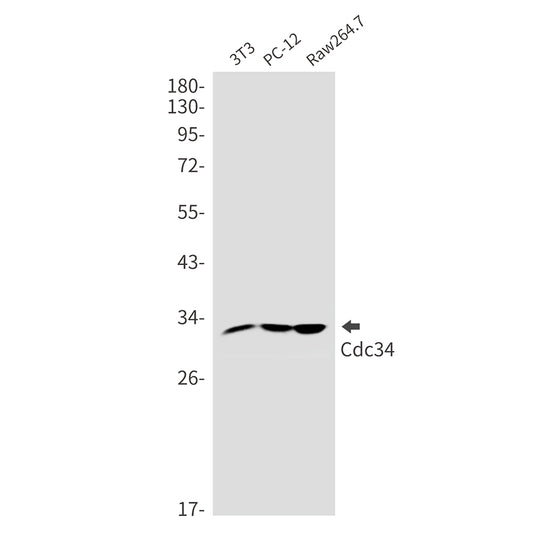 CDC34 Rabbit Monoclonal Antibody