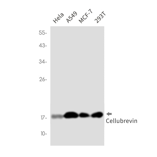 Cellubrevin Rabbit Monoclonal Antibody