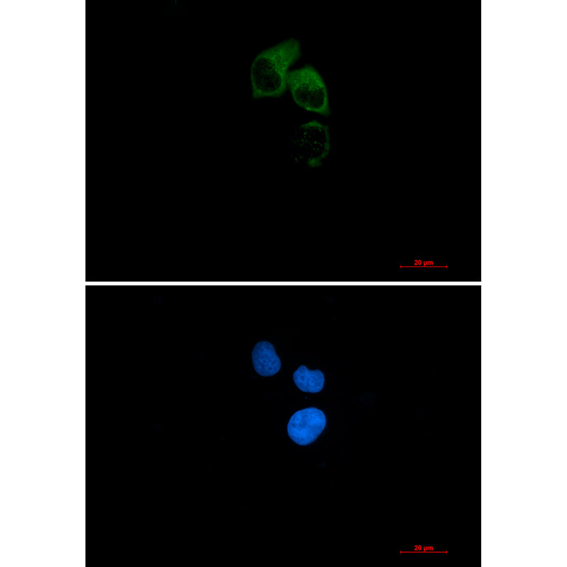 CEP55 Rabbit Monoclonal Antibody