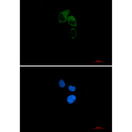 CEP55 Rabbit Monoclonal Antibody