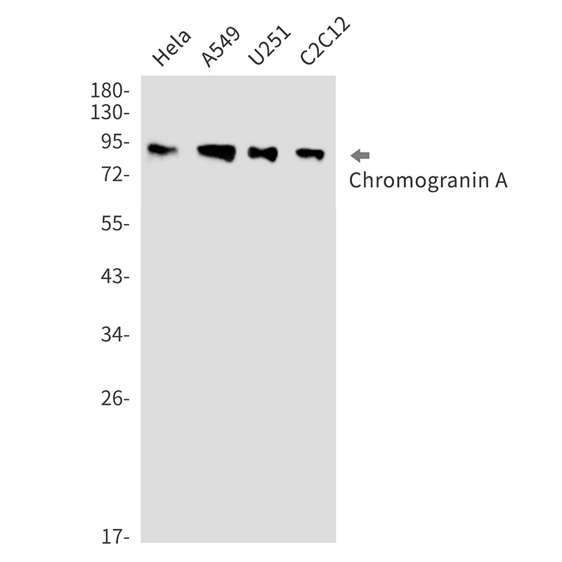 Chromogranin A Rabbit Monoclonal Antibody