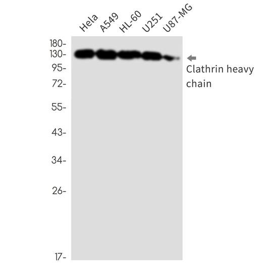 Clathrin Heavy Chain Rabbit Monoclonal Antibody