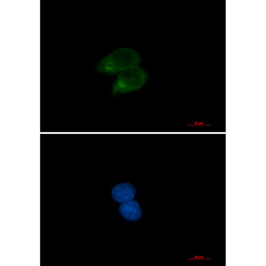 CLSTN1 Rabbit Monoclonal Antibody