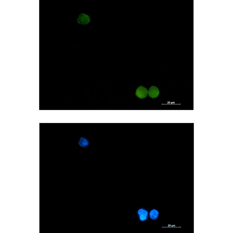 CrkL Rabbit Monoclonal Antibody