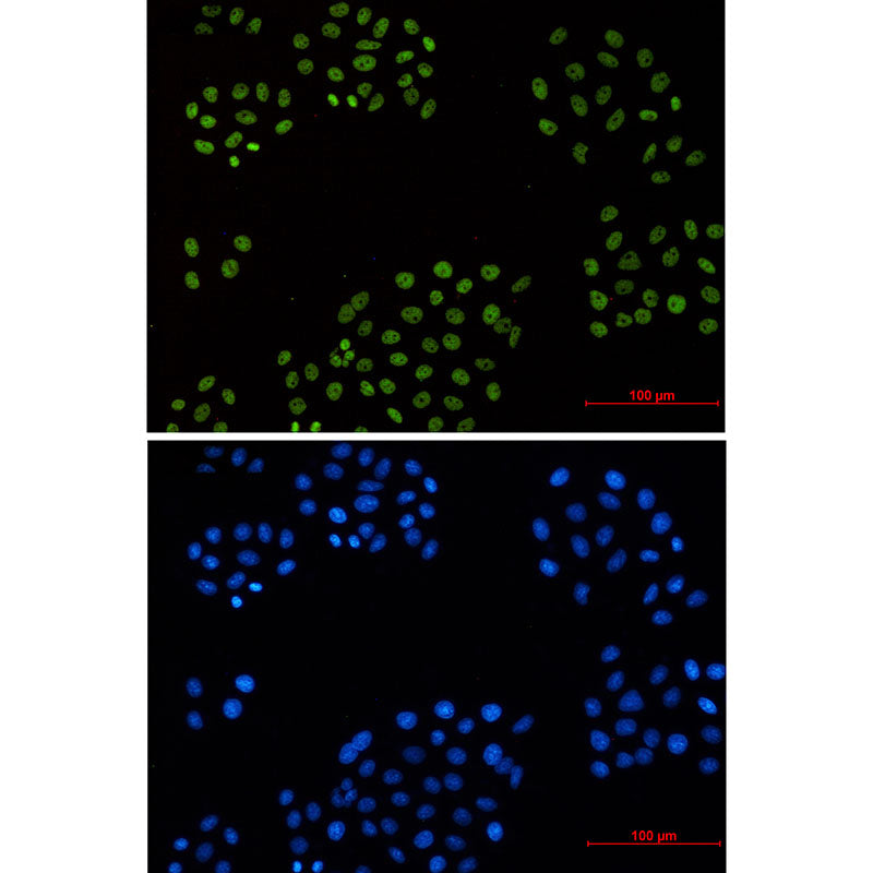 Cyclin H Rabbit Monoclonal Antibody