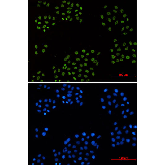 Cyclin H Rabbit Monoclonal Antibody