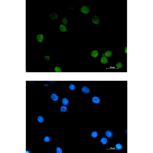 Daxx Rabbit Monoclonal Antibody