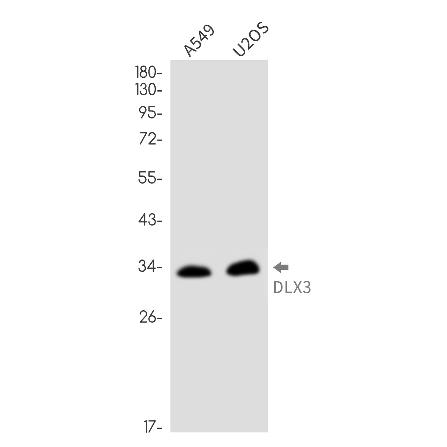 DLX3 Rabbit Monoclonal Antibody