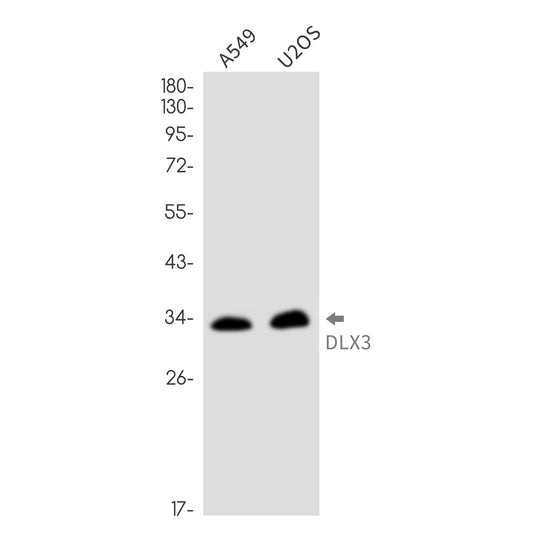 DLX3 Rabbit Monoclonal Antibody