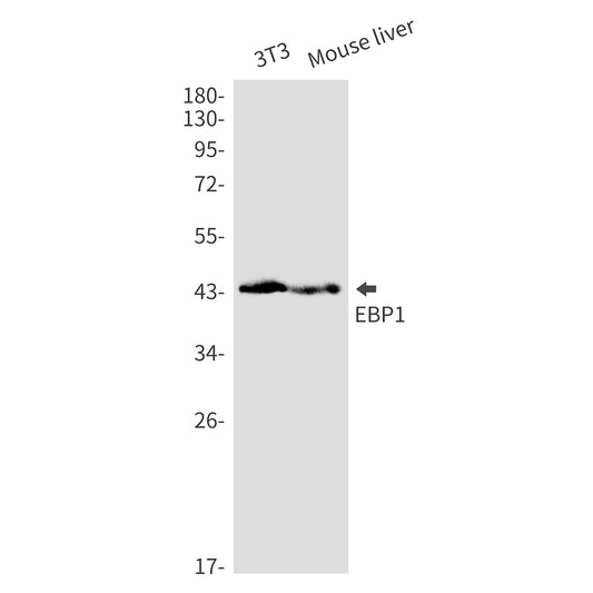 EBP1 Rabbit Monoclonal Antibody