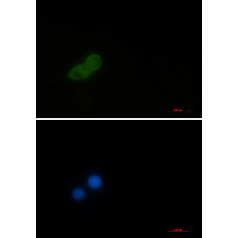 Elongation Factor 1A1 Rabbit Monoclonal Antibody