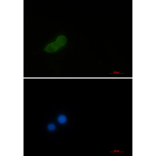 Elongation Factor 1A1 Rabbit Monoclonal Antibody